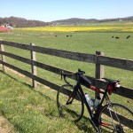 Wildflowers and farmland view from bicyle shenandoah valley bike ride