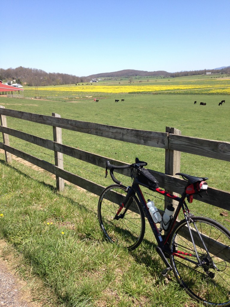 Wildflowers and farmland view from bicyle shenandoah valley bike ride